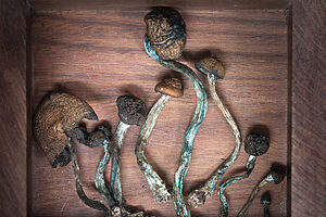 psilocybin mushrooms