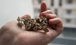 Medical research of psilocybin mushrooms