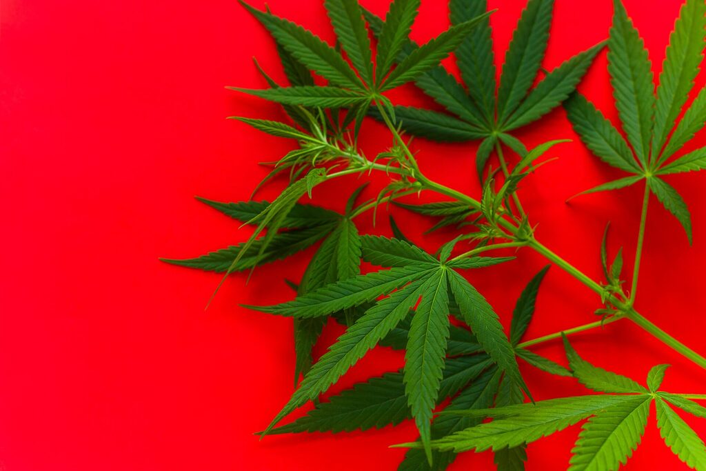 cannabis weed green leaves on a vibrant red background copy space