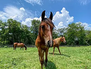 One of the equine therapy horses at Texas Recovery Centers