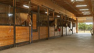 Equine therapy, an innovative approach in addiction treatment, offers a unique path to recovery by harnessing the healing power of human-horse interactions